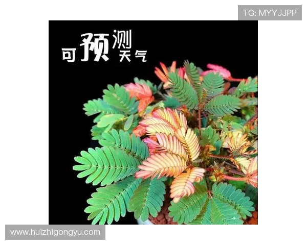 《含羞草》:一株触动心弦的荧屏奇迹 《含羞草》:一株触动心弦的荧屏奇迹